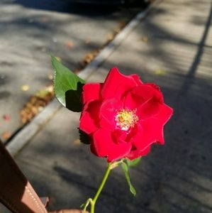 Meet your Posher, Naissatou